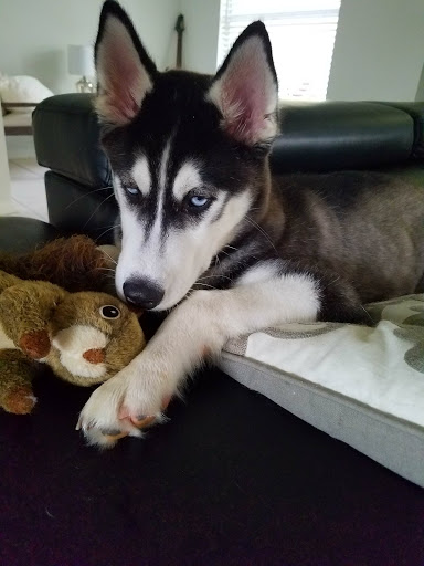 Pet Store «Pet Kingdom», reviews and photos, 4650 S Cleveland Ave, Fort Myers, FL 33907, USA