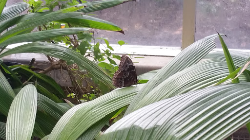 Botanical Garden «Frederik Meijer Gardens», reviews and photos, 1000 E Beltline Ave NE, Grand Rapids, MI 49525, USA