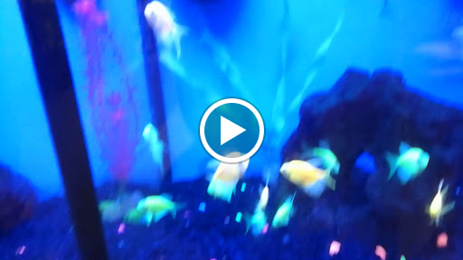 Pet Supply Store «Petco Animal Supplies», reviews and photos, 1919 El Camino Real, Mountain View, CA 94040, USA