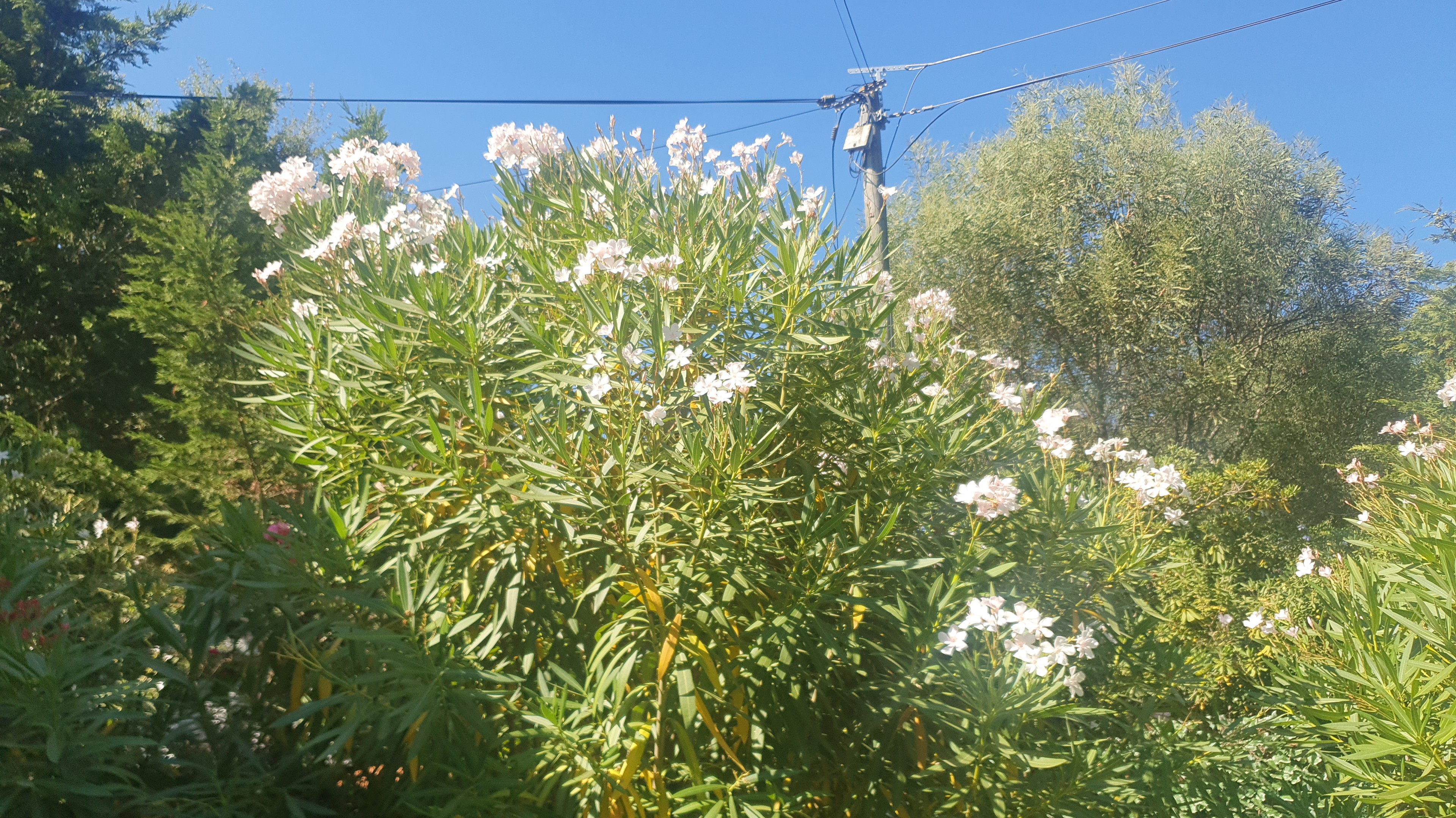 Photo n° 1 de l'avis de Tanguy.o fait le 31/07/2023 à 10:34