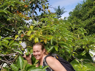 Puna Chocolate - Hilo Cocoa Orchard Tour - RSVP Required