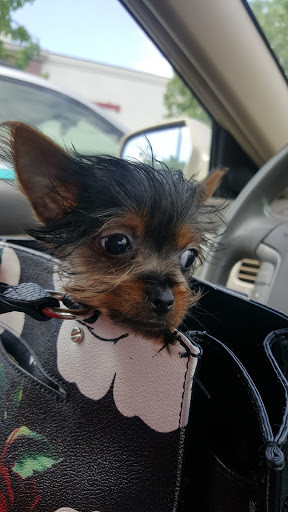 Pet Store «Puppy City», reviews and photos, 3343 Valley Pike, Winchester, VA 22602, USA