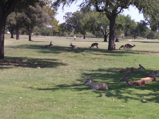 Public Golf Course «Landa Park Golf Course at Comal Springs», reviews and photos, 180 Golf Course Rd, New Braunfels, TX 78130, USA