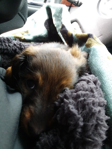 Shopping Mall «Mounds Mall», reviews and photos, 2109 S Scatterfield Rd, Anderson, IN 46016, USA