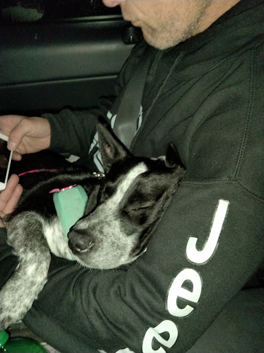 Pet Groomer «Ufuri Pet Salon», reviews and photos, 235 Huron Ave, Port Huron, MI 48060, USA