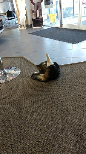 Kia Dealer «York KIA of Medford», reviews and photos, 60 Mystic Ave, Medford, MA 02155, USA