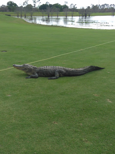 Golf Course «Sandhill Crane Golf Club, a Palm Beach Gardens Signature Facility», reviews and photos, 11401 Northlake Blvd, Palm Beach Gardens, FL 33412, USA