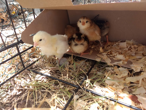 Home Improvement Store «Tractor Supply Co.», reviews and photos, 840 TX-337 Loop, New Braunfels, TX 78130, USA