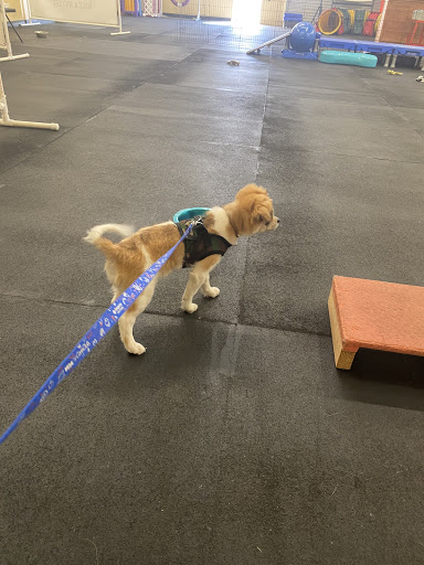 Wags & Wiggles image