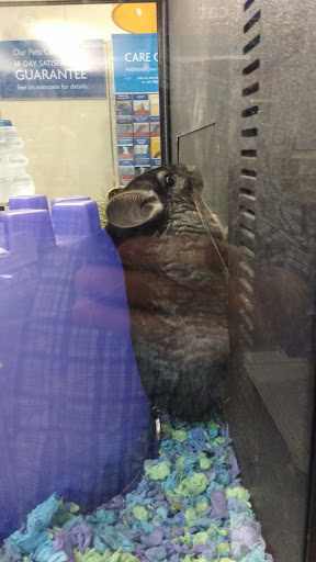 Pet Supply Store «PetSmart», reviews and photos, 5521 Mirage St, Yorba Linda, CA 92887, USA