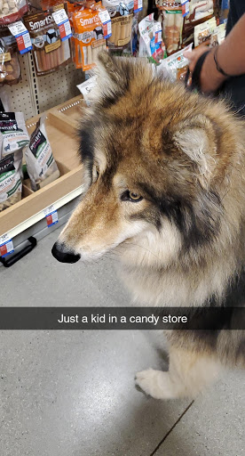 Pet Supply Store «PetSmart», reviews and photos, 5226 S College Rd, Wilmington, NC 28412, USA