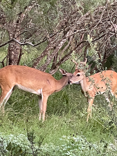 Park «Raymond Rimkus Park», reviews and photos, 6440 Evers Rd, Leon Valley, TX 78238, USA