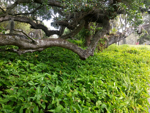 Art Museum «The Mennello Museum of American Art», reviews and photos, 900 E Princeton St, Orlando, FL 32803, USA