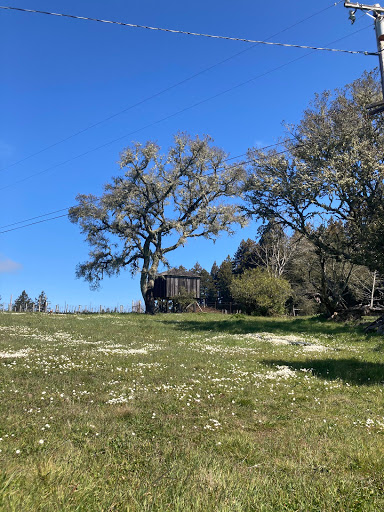 Nature Preserve «LandPaths Grove of Old Trees», reviews and photos, 17599 Fitzpatrick Ln, Occidental, CA 95465, USA