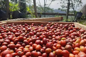 Kopi Lereng Bismo wonosobo image