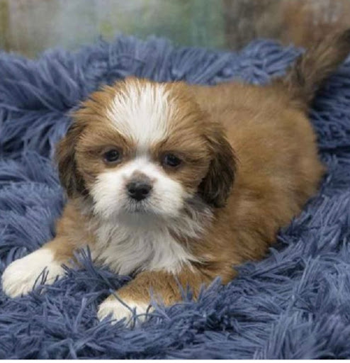 Pet Store «Pet Express», reviews and photos, 100 Independence Way, Danvers, MA 01923, USA