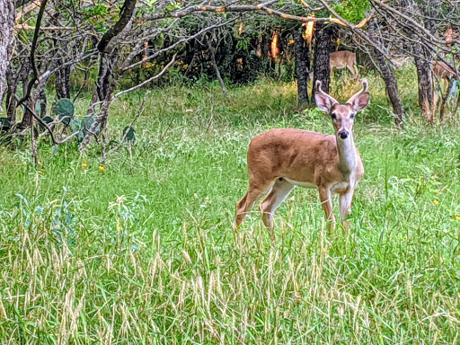 Park «Raymond Rimkus Park», reviews and photos, 6440 Evers Rd, Leon Valley, TX 78238, USA