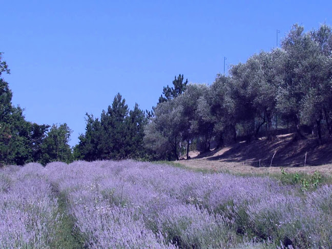 Brisazio Resort - Buzet