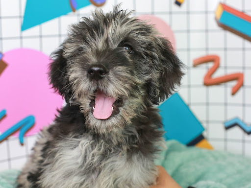 Pet Store «Animal Kingdom», reviews and photos, 5000 S Arizona Mills Cir, Tempe, AZ 85282, USA