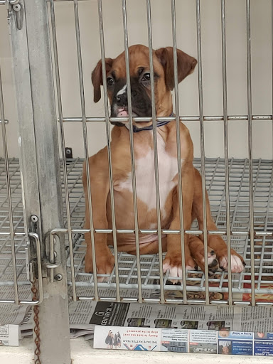 Pet Supply Store «Your Pet Experts», reviews and photos, 1665 State Hill Rd #490, Wyomissing, PA 19610, USA