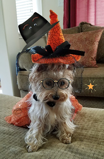 Pet Store «PetSmart», reviews and photos, 6545 North Grand Parkway West Suite 104, Spring, TX 77389, USA