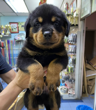 Puppy For Sale Malaysia