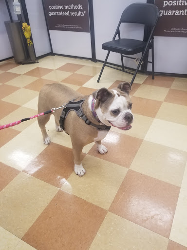 Pet Supply Store «Petco Animal Supplies», reviews and photos, 13311 20th Ave, College Point, NY 11356, USA