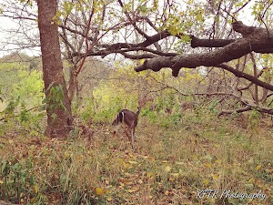 Dog Park - photo 30