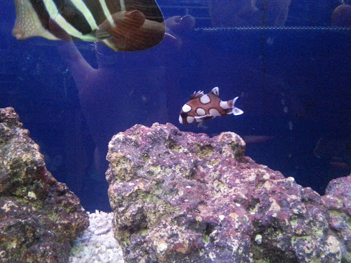 Pet Supply Store «Pet Station Jackson», reviews and photos, 1617 E Michigan Ave, Jackson, MI 49202, USA