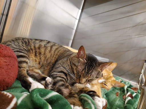 Pet Supply Store «PetSmart», reviews and photos, 36395 Euclid Ave, Willoughby, OH 44094, USA