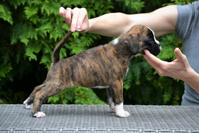 Sangreal Boxer Kennel