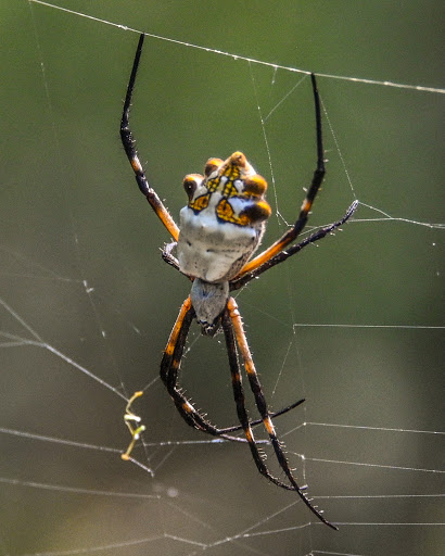 Park «Hugh Ramsey Nature Park», reviews and photos, 1000 TX-499 Loop, Harlingen, TX 78550, USA