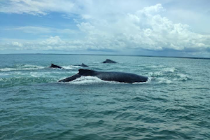 Avistamiento de Ballenas Colombia image