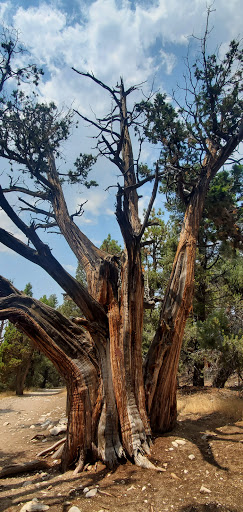 Pine Knot Guest Ranch image