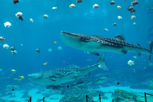 Oceans Ballroom Georgia Aquarium