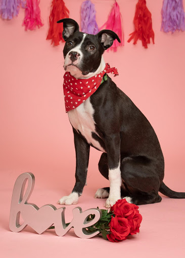 Pet Store «PetSaver Healthy Pet Superstore (Greece Location)», reviews and photos, 1596 W Ridge Rd, Rochester, NY 14615, USA