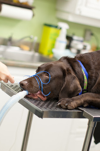 Trenton Pet Hospital image