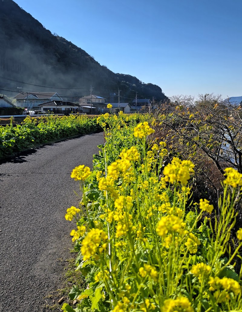 日木山菜の花ロード