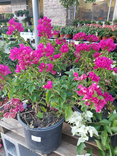 Hardware Store «Westlake Ace Hardware», reviews and photos, 2000 Matlock Rd, Mansfield, TX 76063, USA