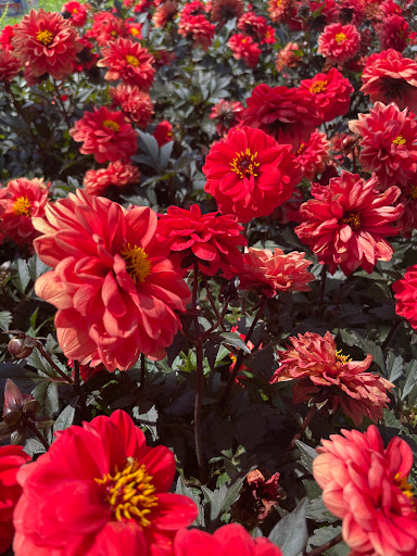 Home Improvement Store «The Home Depot», reviews and photos, 480 E Hamilton Ave, Campbell, CA 95008, USA