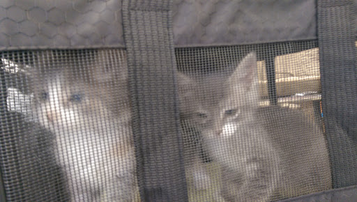 Pet Supply Store «Unleashed by Petco», reviews and photos, 1402 Wilshire Blvd, Santa Monica, CA 90403, USA