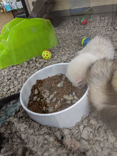 Pet Supply Store «Petco Animal Supplies», reviews and photos, 1215-1309 NJ-33 #1, Hamilton Township, NJ 08690, USA