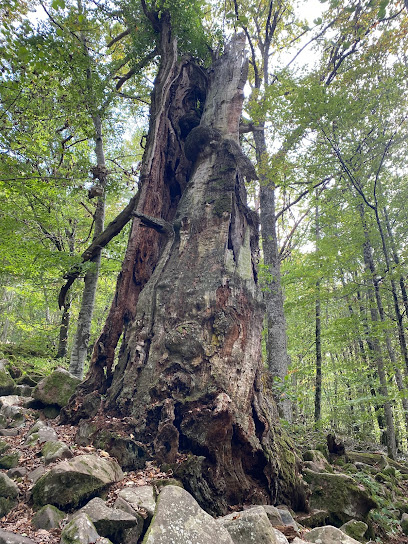 ROBLE MILENARIO