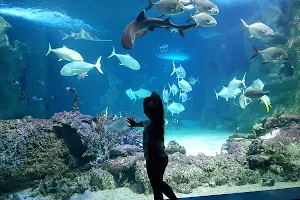 Aquarium, Darling Harbour image