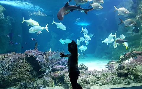 Aquarium, Darling Harbour image