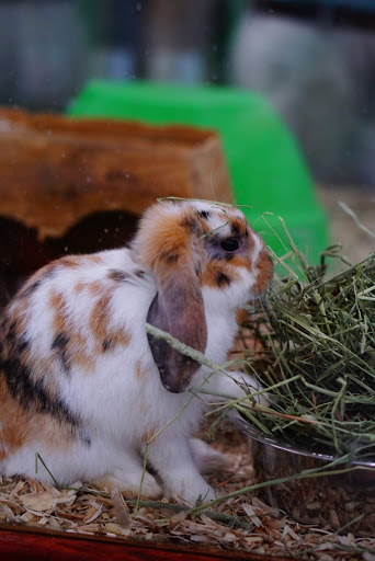 Pet Supply Store «Panhandle Pet Supply», reviews and photos, 3661 N Monroe St, Tallahassee, FL 32303, USA