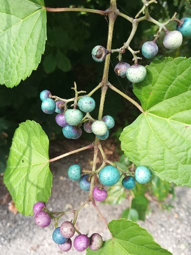 Golf Course «Forest Park Golf Course», reviews and photos, 101 Forest Park Dr, Woodhaven, NY 11421, USA