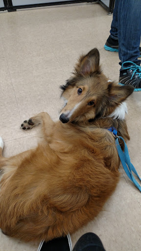 Pet Supply Store «Petco Animal Supplies», reviews and photos, 197 E Dekalb Pike #350, King of Prussia, PA 19406, USA