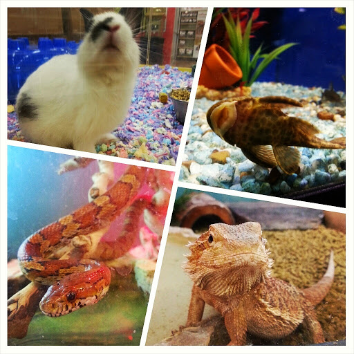 Pet Store «Katie’s PET DEPOT®», reviews and photos, 1941 Foothill Blvd, La Verne, CA 91750, USA