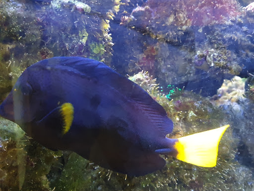 Science Museum «Orlando Science Center», reviews and photos, 777 E Princeton St, Orlando, FL 32803, USA